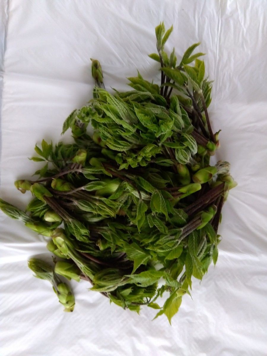 山菜 木の芽 アケビノメ 新芽 きのめ アケビの芽 120g前後 4〜5 20 78015Buyee