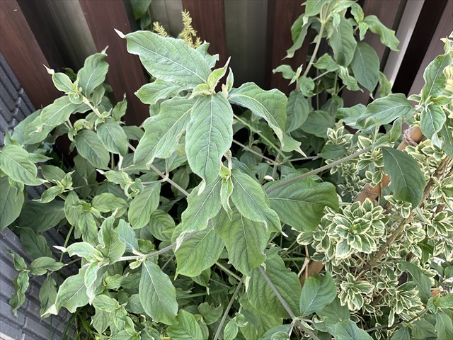 七草がゆはなぜ食べる？ レシピ付