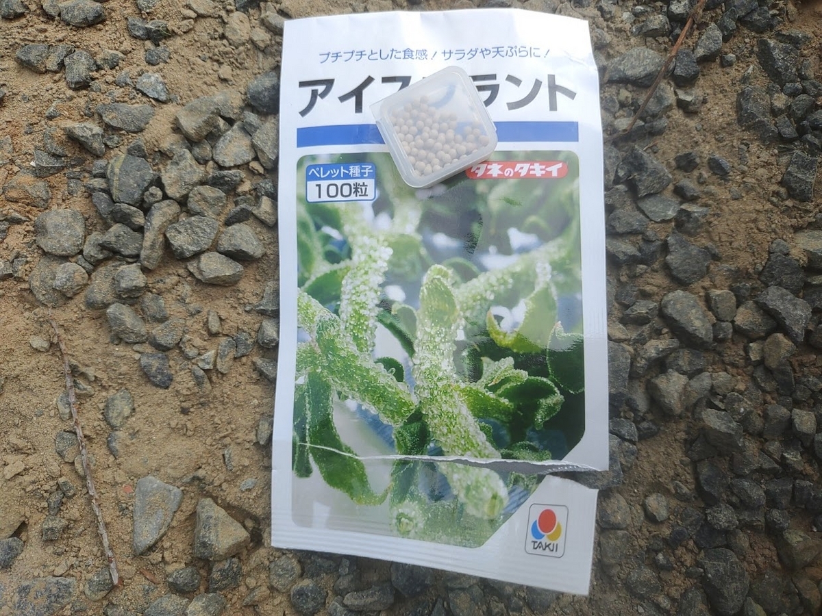 アイスプラントの育て方苗作りと収穫のコツ野菜作り一年生