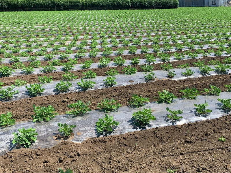 ピーナツ畑の写真素材 - PIXTA