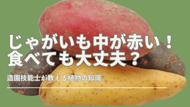 シンシア＜ジャガイモの品種：旬の野菜百科