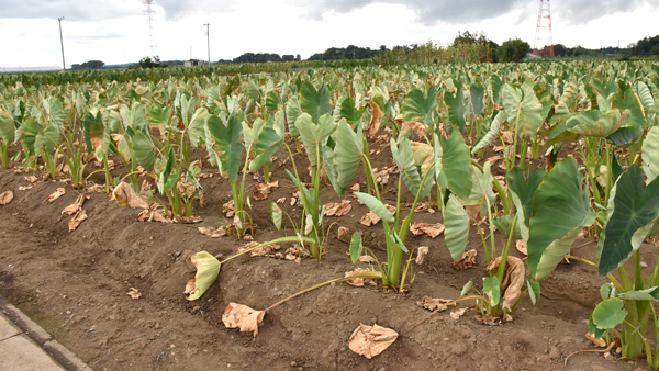 サトイモの葉っぱの脅威の撥水性！隠されたその謎に ほんのちょっと 迫ってみるナチュロボのマッタリLABO