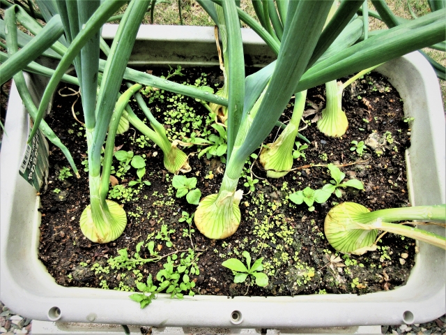 新玉ねぎの葉っぱ」は、食べられるの？食べられないの？選び方も元スーパーの店員が解説！ ぱるとよ- エキスパート - Yahoo!ニュース