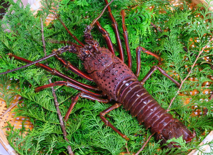 国産最高峰の高級エビ『ブドウエビ』は飛び抜けた美味しさ 昔は廃棄されていた？2025年9月19日- エキサイトニュース