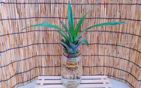 観賞用パイナップルパナちゃん鉢植え パインアップル 果樹苗木 熱帯果樹 観葉植物苗木部の部室 〜苗木、育てよう〜 By花ひろばオンライン