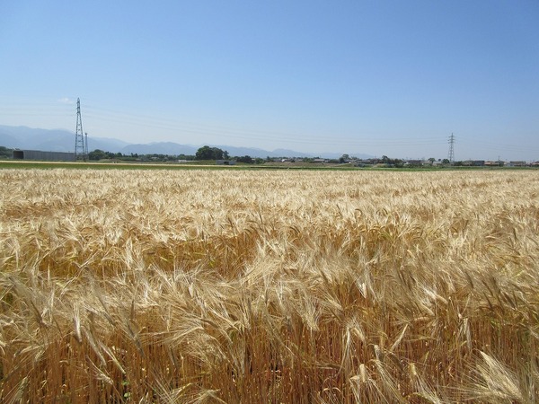 収穫直前の鹿児島県産二条大麦 H27.5.5 竹之内穀類産業株式会社大麦・米・とうもろこし等の加工・販売