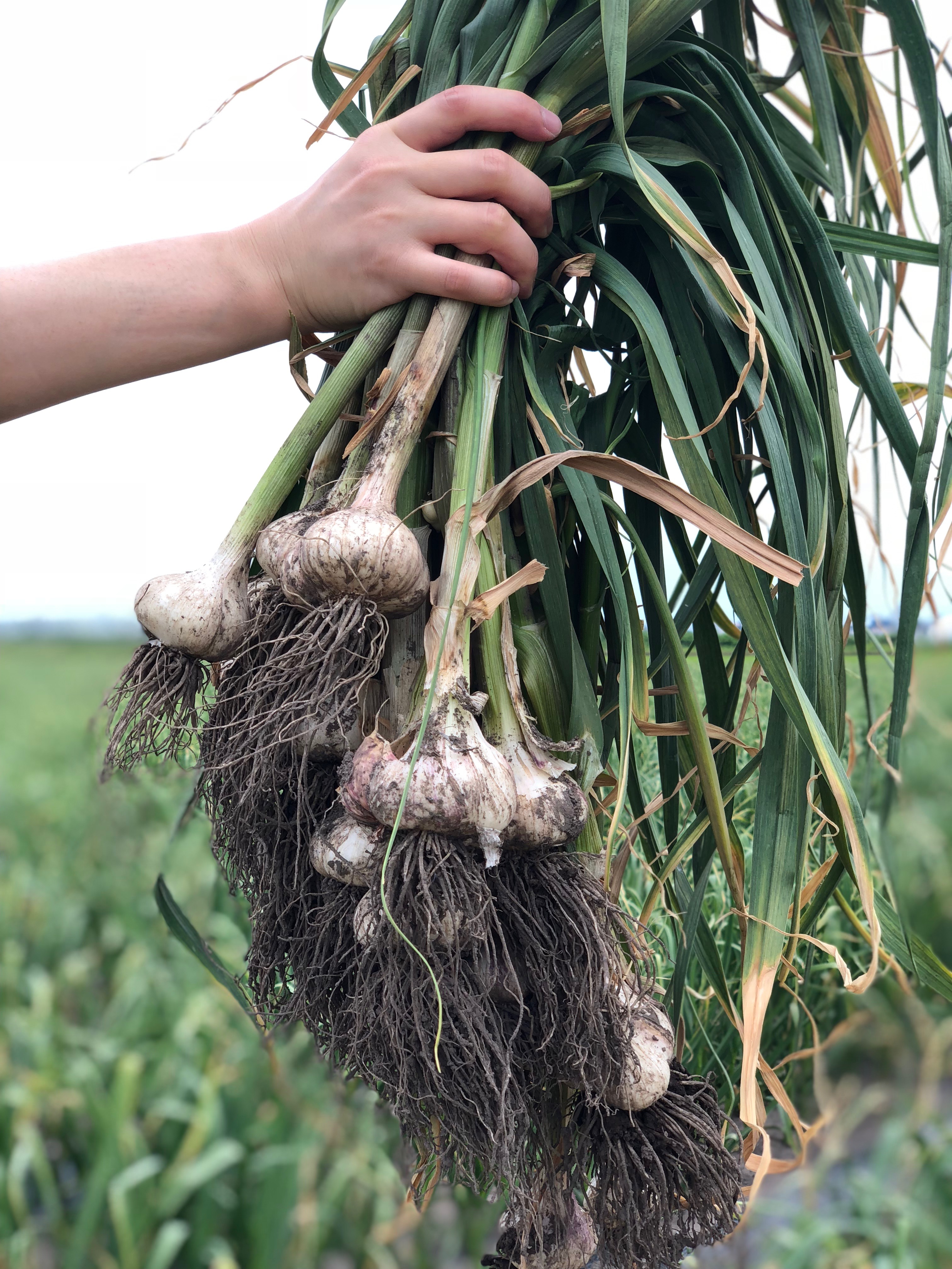 ニンニク収穫あらく農園の農作業日記 ～横浜市神奈川区～