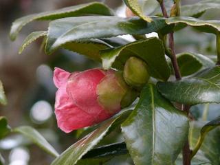 ツバキの花が見ごろです 世界の椿館・碁石（大船渡市）｜Iwanichi Online 岩手日日新聞社