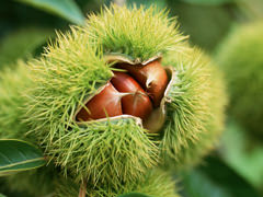 栗の名産地・北京ならではのホクホク「甘栗」