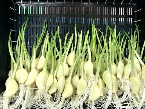 にんにくの保存Garlics