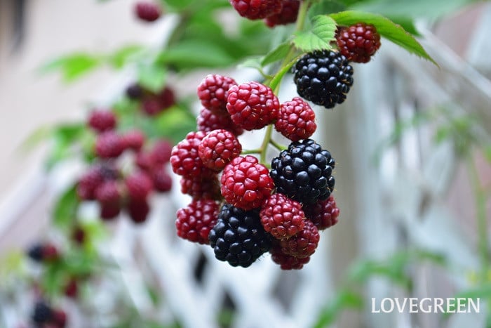 木いちご キイチゴ ：ブラックベリー 黒実 5号ポット の通販園芸ネット