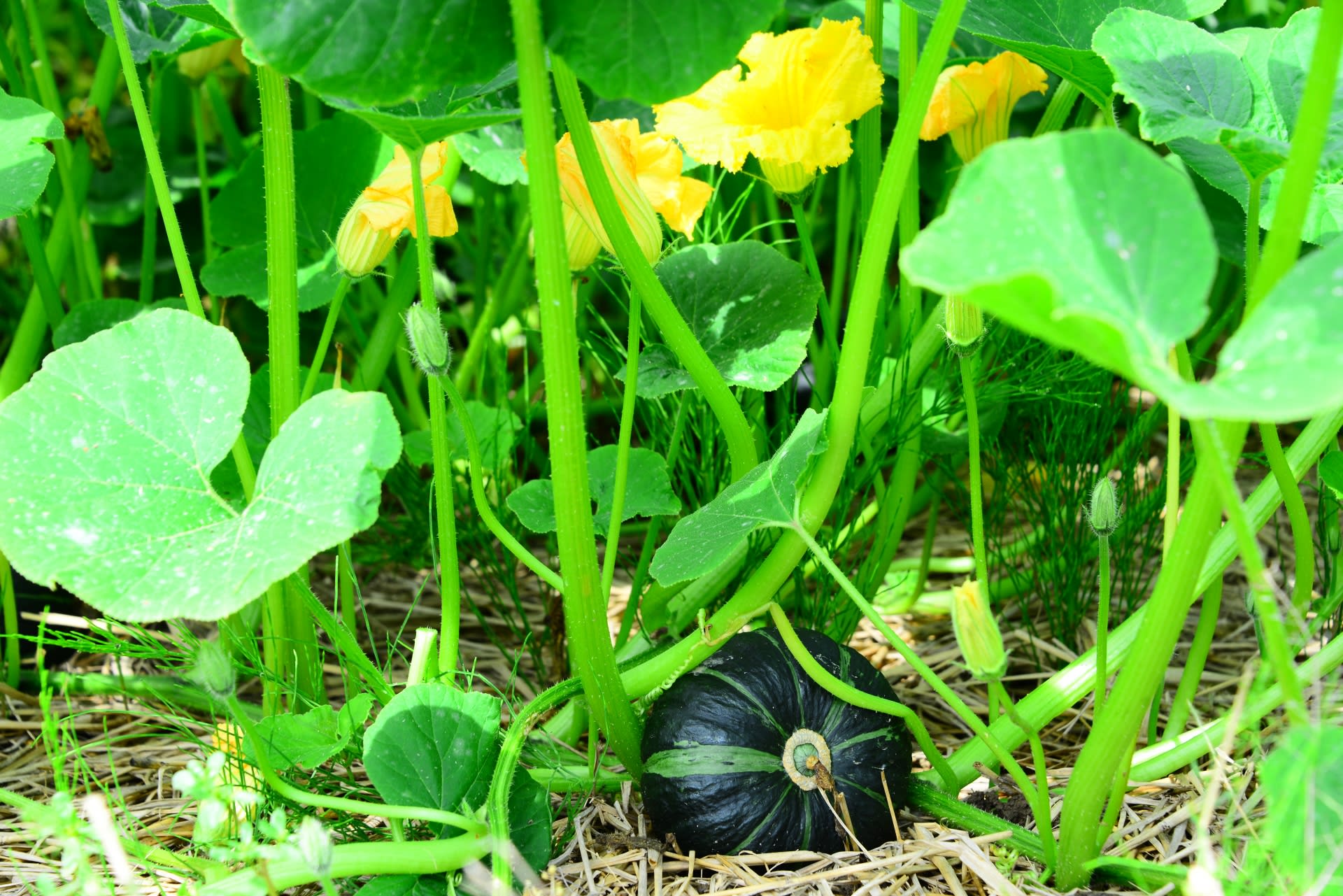 カボチャの収穫目安とキュアリング 追熟 、保管方法について教えてください。グリーンワークス 大垣市の造園会社
