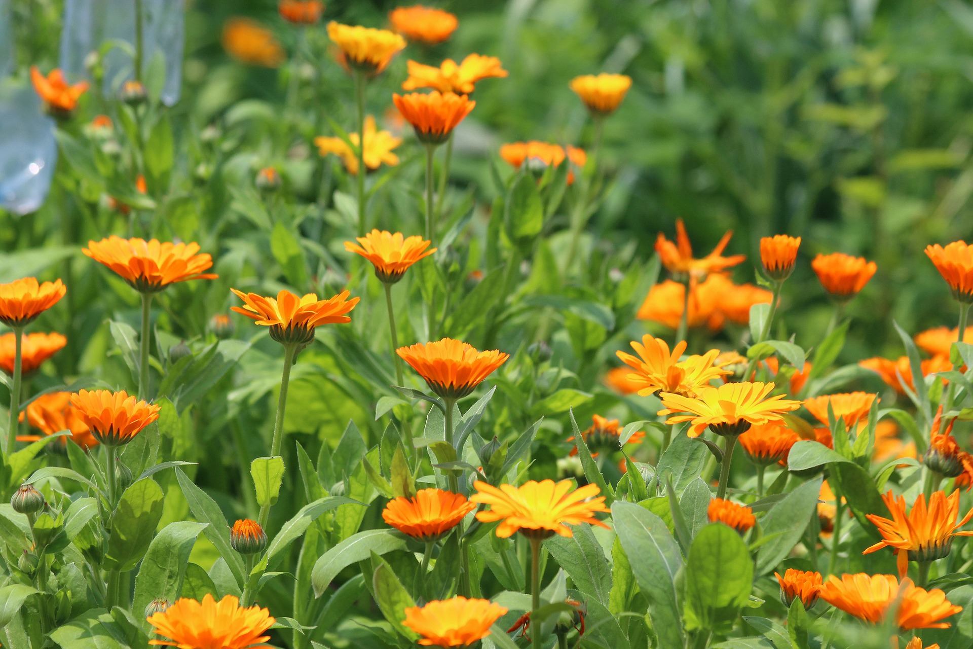 キンセンカ | Calendula officinalis