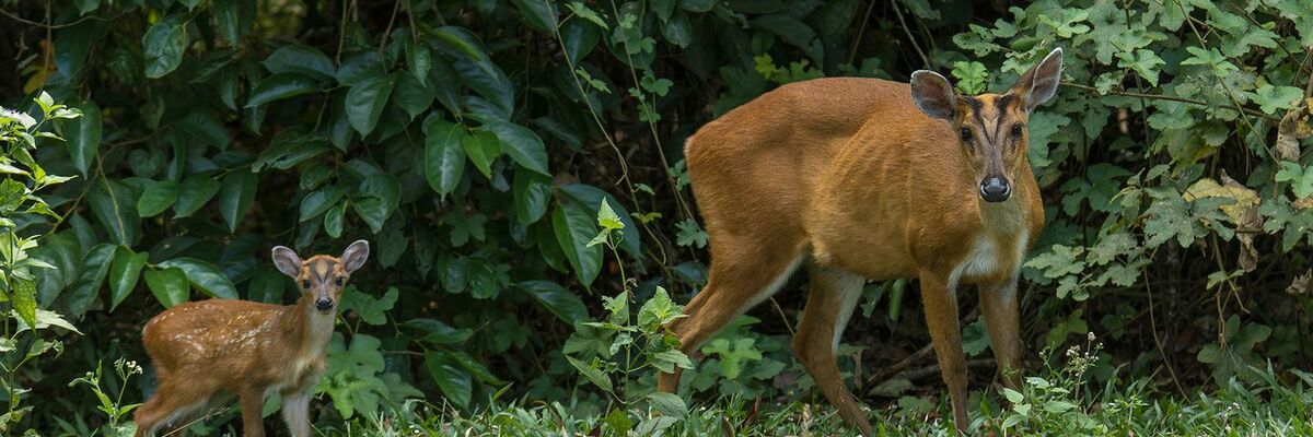 人も犬も安心して食べられるジビエ・キョンの「犬は骨と肉が好き！」ちばジビエの森