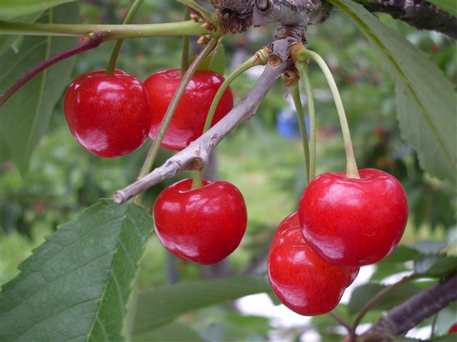 🍎🍇🍐🍑🥝🍠🍓 〜株式会社日本農業〜 日本の農業で、世界を驚かす。宇都宮ぶどうの杜ぶどう狩り宇都宮観光栃木観光宇都宮那須日光とちぎ旅果物狩りフルーツ狩りシャインマスカットナガノパープル家族でおでかけ子連れ旅行 夏休みの思い出