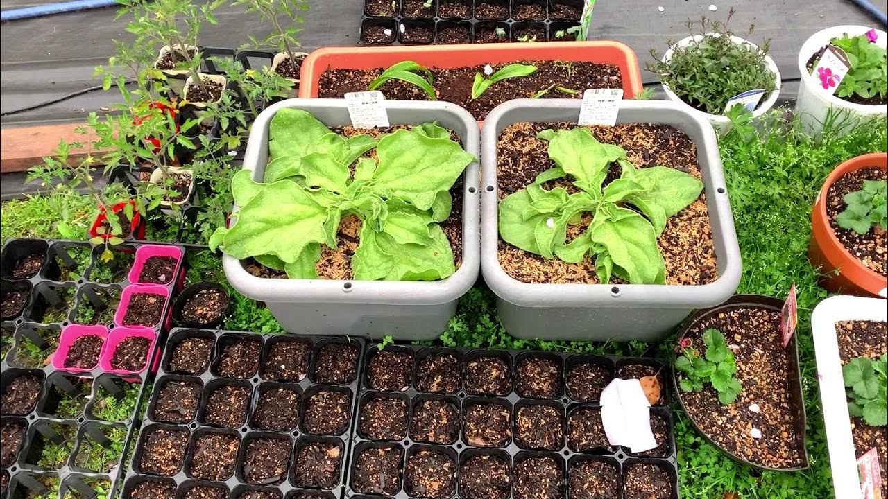 アイスプラントの育て方。土を使わない水耕栽培とプランターでの育て方