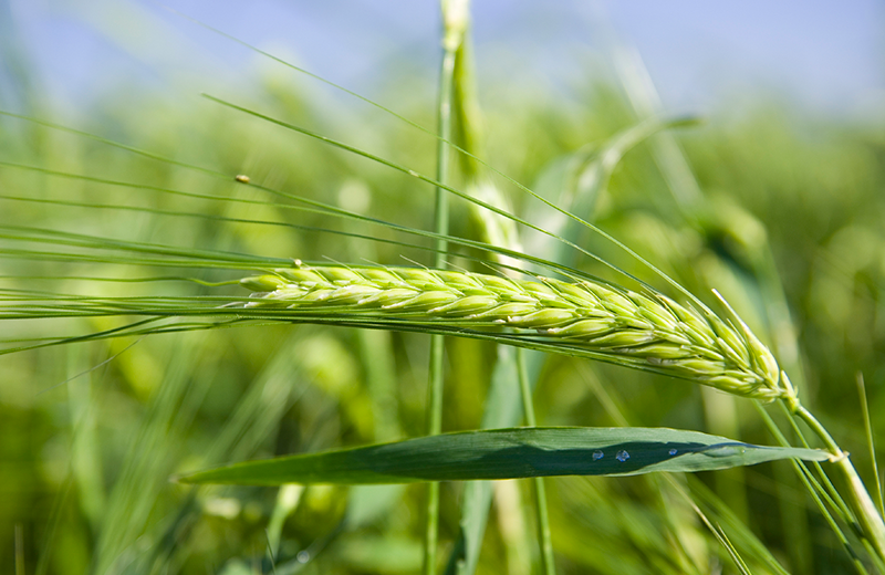 茨城県産 麦茶用 六条大麦 700gx1袋