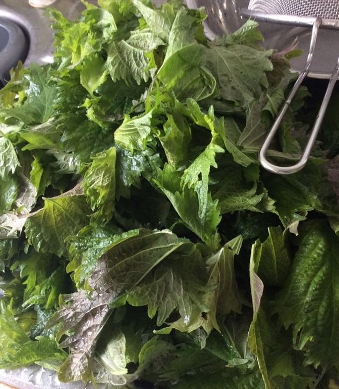 ご飯や麺の薬味に！青じそ 大葉 の冷凍保存法 -- 解凍不要でいつでも便利にえんウチ