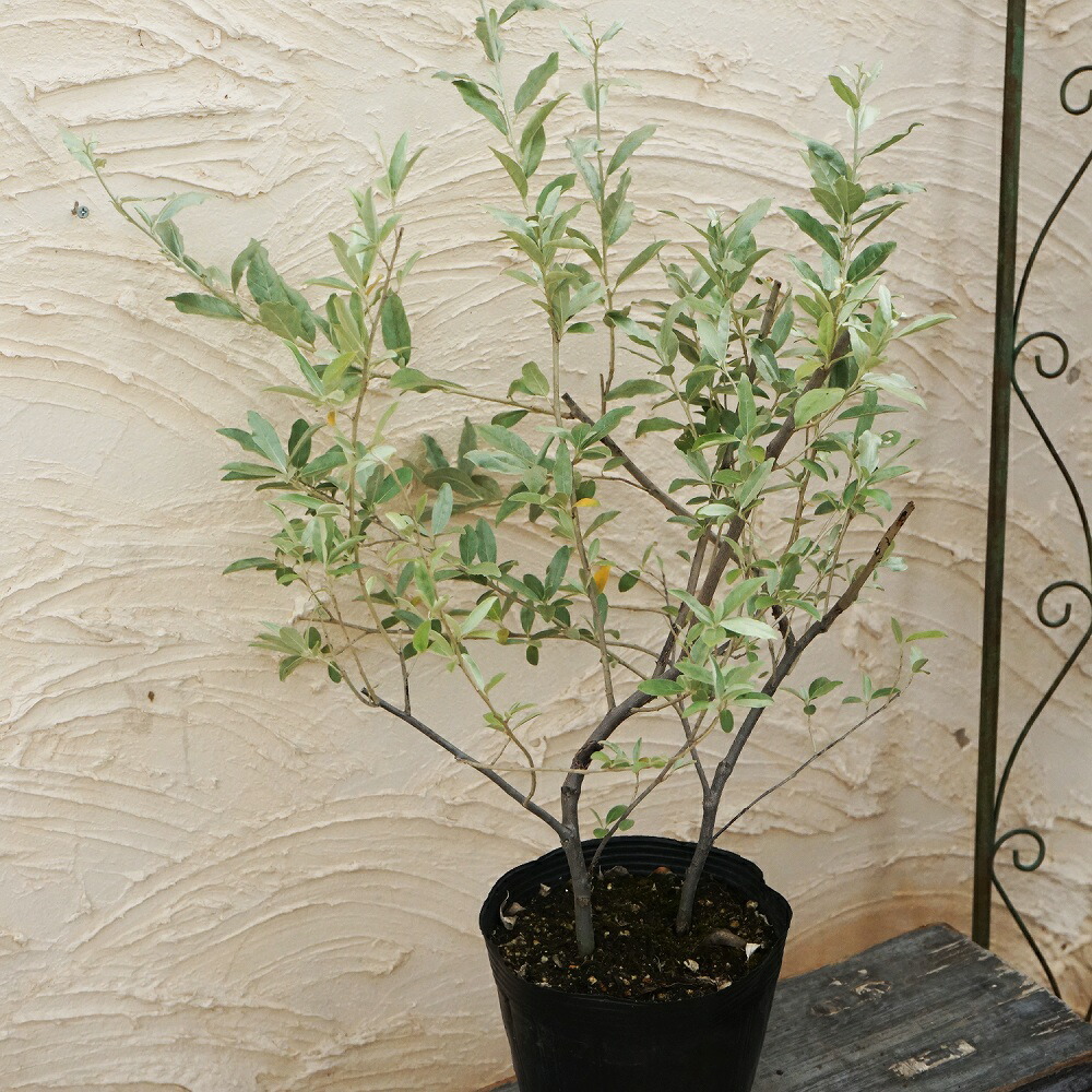 ケース販売：20入ロシアンオリーブ ヤナギバグミ3.5号 ポット苗 20鉢 柳葉茱萸 柳葉 茱萸 グミ ぐみ スナナツ - メルカリ