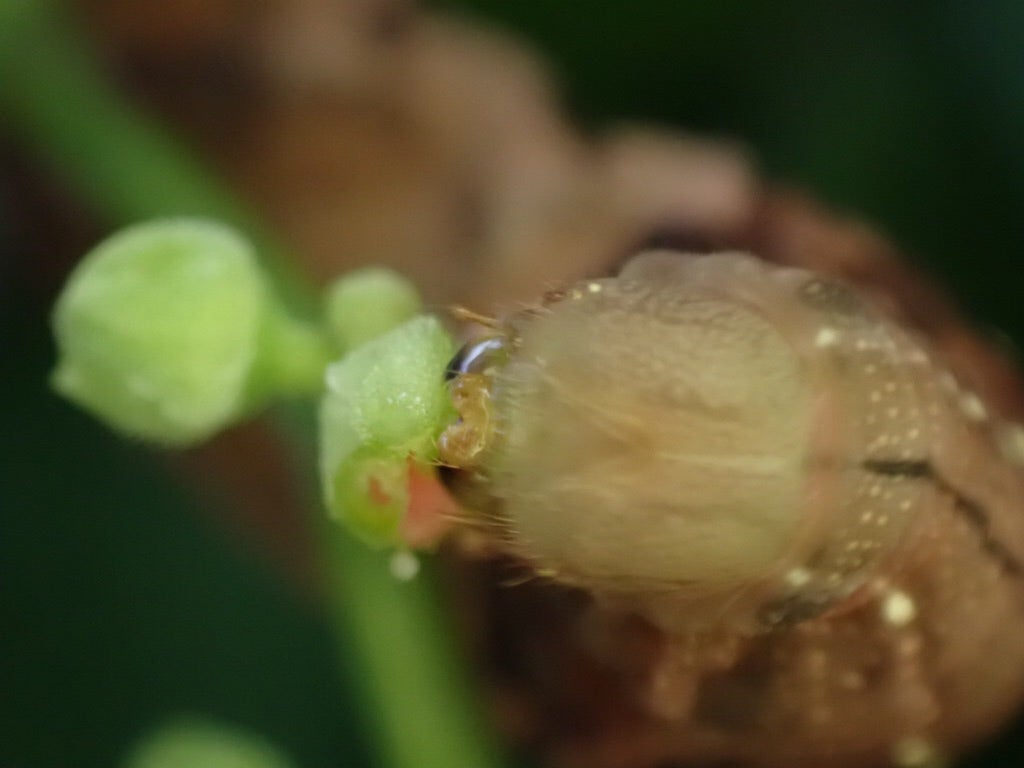 子供のスズメじゃなくて小型のスズメガ『コスズメ』風人の虫部屋