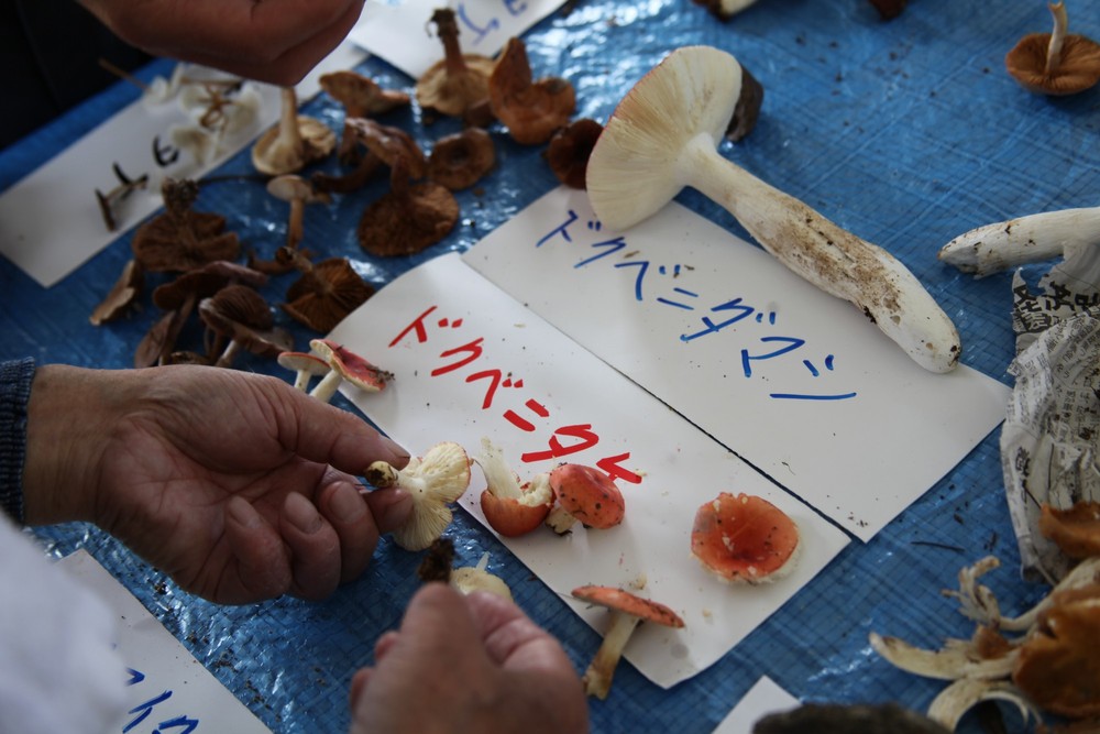 毒キノコ 食べたら笑いが止まらない「ワライタケ」は本当に実在するの？ - アタマの中は花畑