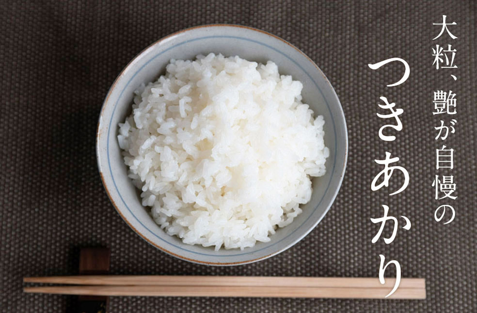 コメツキムシ - Wikipedia