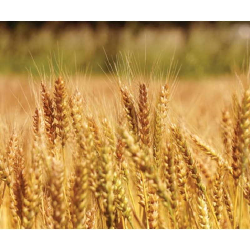 小麦と大麦が『小』『大』に分けられたおもしろい由来 – ニッポン放送 NEWS ONLINE