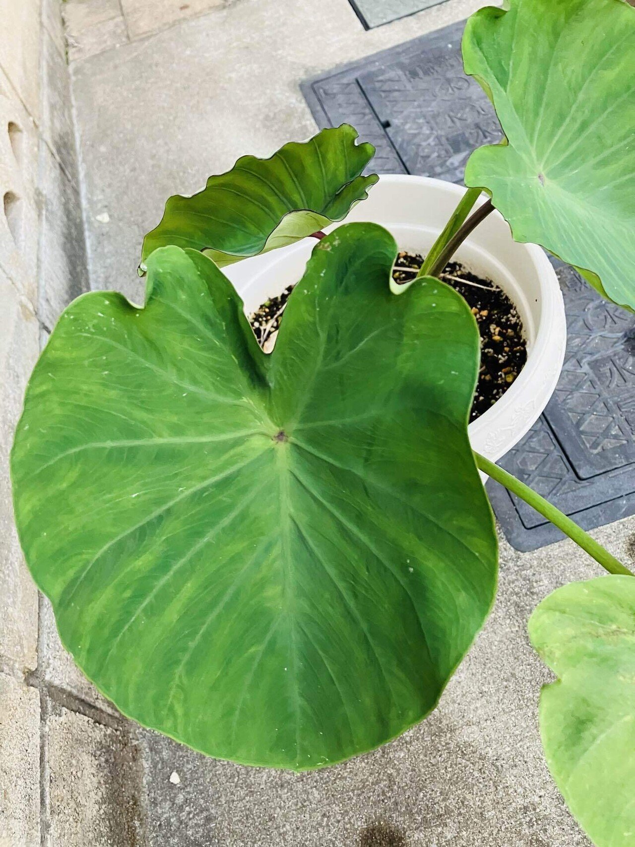 サトイモと相性の良い野菜コンパニオンプランツ栽培のポイントカジトラ