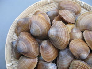 つぶ貝のさばき方・食べ方を魚屋が徹底解説毒の処理がポイント