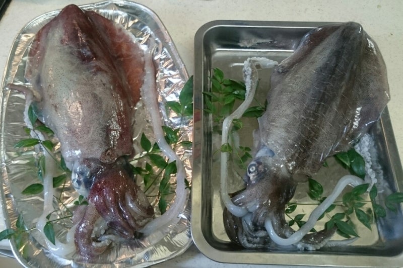 アオリイカ捌き職人の技法徳島鳴門での鮮魚捌き動画