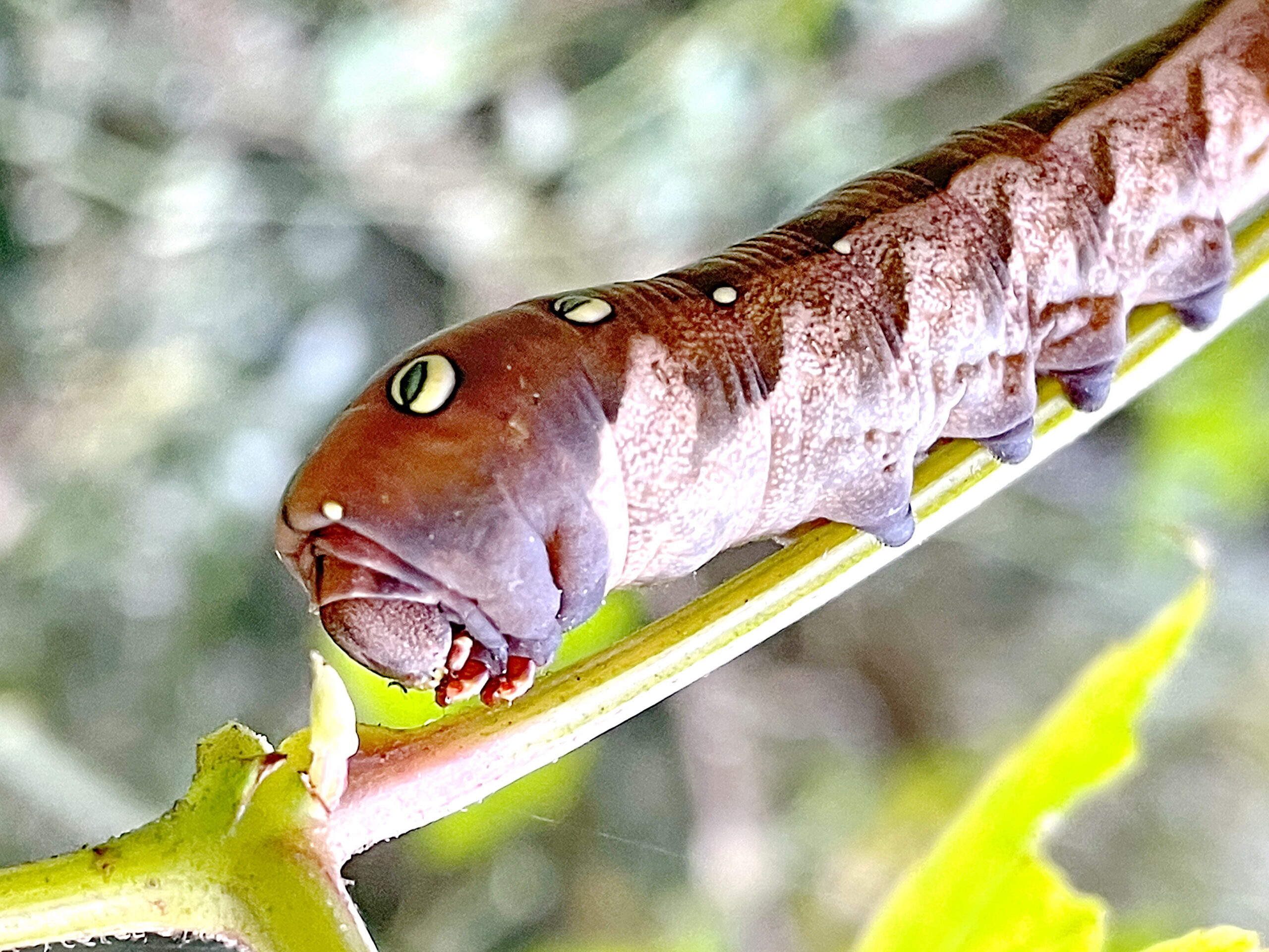 子供のスズメじゃなくて小型のスズメガ『コスズメ』風人の虫部屋