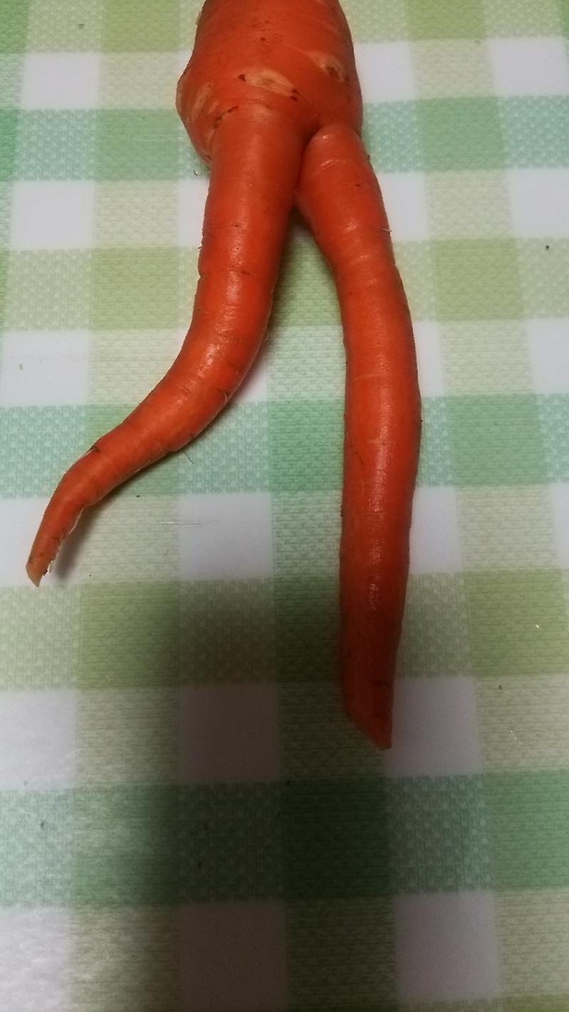 Amazon.co.jp: 風変わりなにんじんの置物面白い野菜にんじんの置物 装飾 - にんじん像 感情的なサポート にんじんの置物 面白いユーモア野菜にんじんの置物 装飾 : ホーム＆キッチン