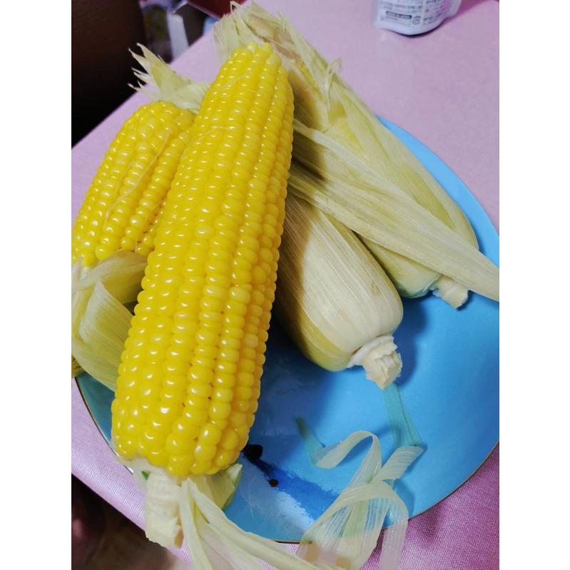 野菜の種 カタログ冊子が面白い！あぐりげんき農業& writer