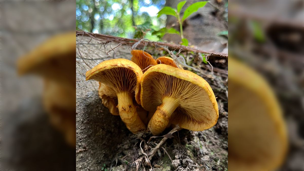 浅間高原 キノコの季節がやってきました 野生のキノコには注意！- 田舎暮らし中古別荘や現地情報、リフォーム情報：日本マウント