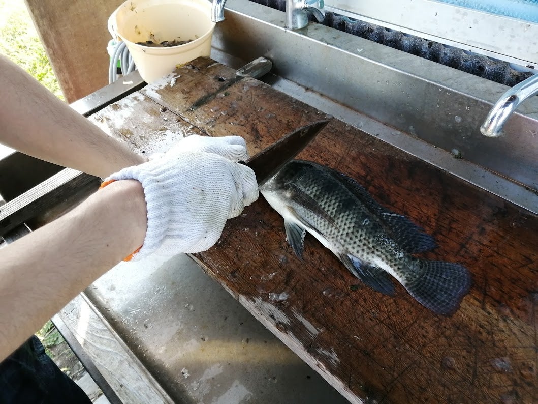 排水路で異常繁殖する「泉の鯛」ナイルティラピアを釣って食べてみた②：刺身で食べてみた野食ハンマープライス