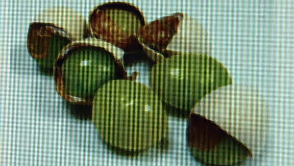 ビールや焼酎のお供に！「素揚げ銀杏」のレシピセブンプレミアム公式