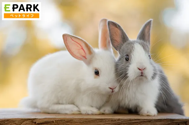 もりかわ動物病院の動物看護師等×正社員求人（東京都大田区の動物病院）｜アニマルジョブ