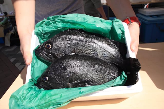 クロソイの食べ方・料理法 釣り船 新潟 上越 能生漁港 こうゆう丸