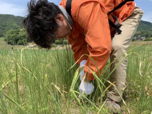 ニンニク＆紫玉ねぎ収穫DIARYサニーサイド
