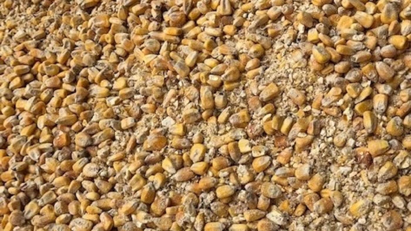 シカゴコーン – 本音のリサイクル 環境テクシス社長ブログ