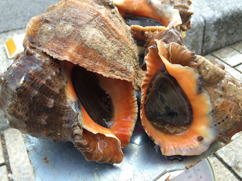 あかにし貝さしみ風 丸1kg