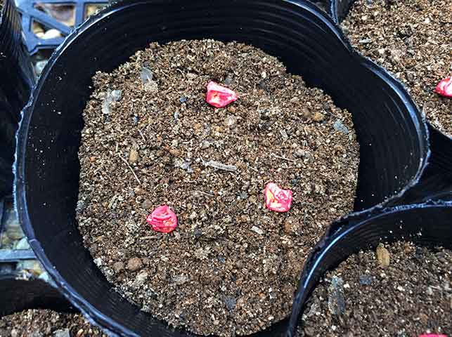 トウモロコシの定植 - kishi831生産履歴