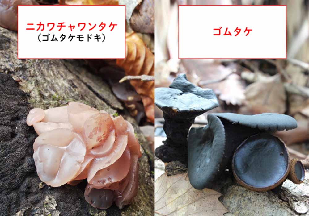 オオチャワンタケ おおちゃわんたけ とは？ 意味や使い方 - コトバンク