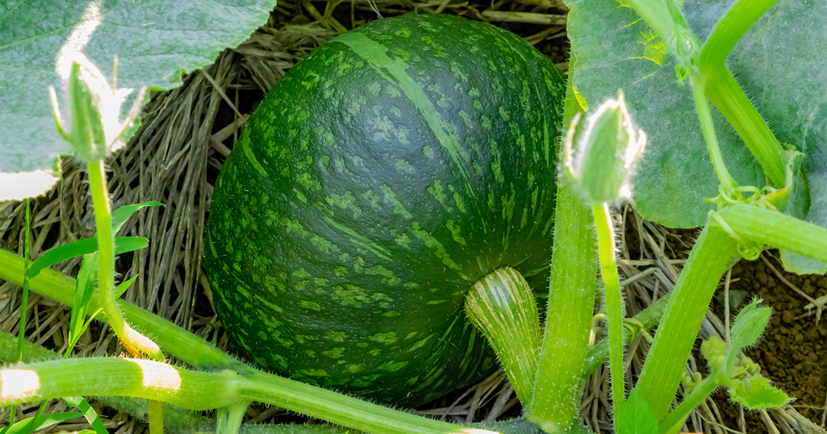 カボチャの収穫タイミング : 心はいつも青春