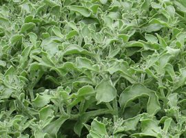 アイスプラント」の栽培についていきいき菜園生活 公式 JA京都 暮らしのなかにJAを