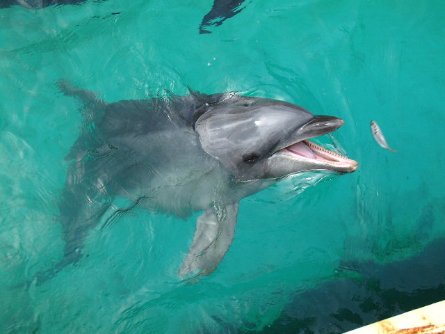 イルカたちは何を食べてる？海遊館とつながる海遊館