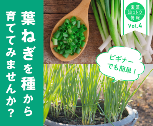 ネギをほぼ水耕栽培で育ててみたら藻がいっぱい生えちゃった – まあくんのなんでも体験記