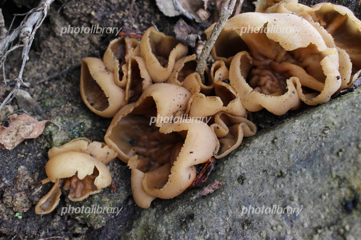 アラゲコベニチャワンタケ Scutellinia scutellata ピロネマキン科 Pyronemataceae アラゲコベニチャワンタケ属三河の植物観察野草