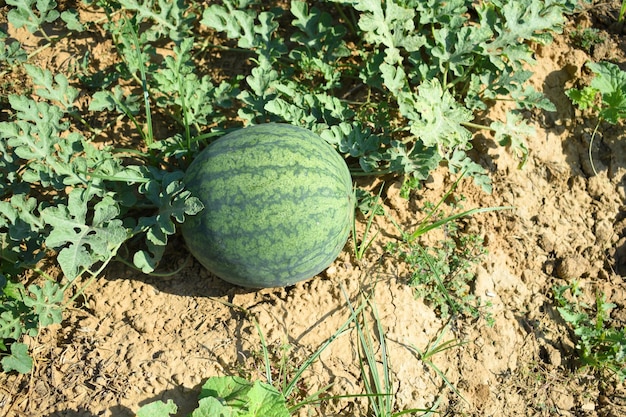 🍉菅野スイカ 丨MONKEY FRUITS