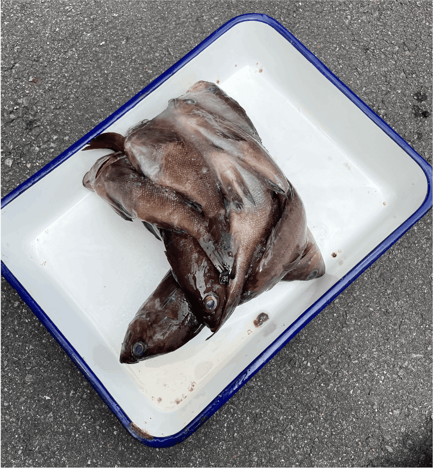 エゾメバル 季節の魚